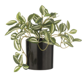 Plante Tradescantia...